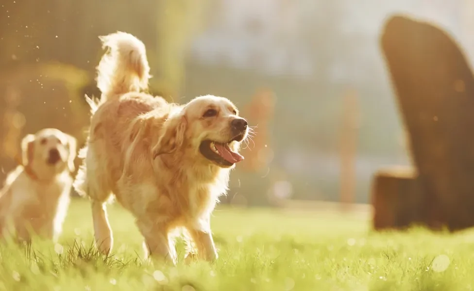 Cão Golden Retriever correndo feliz em gramado ensolarado