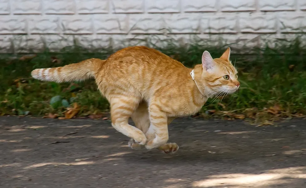 gato laranja correndo ao ar livre