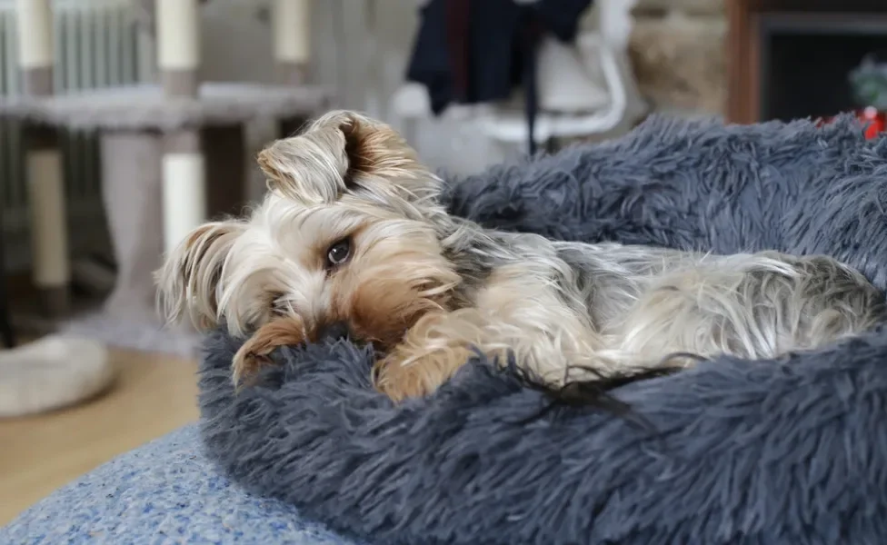 verme do coração: cachorro deitado na cama