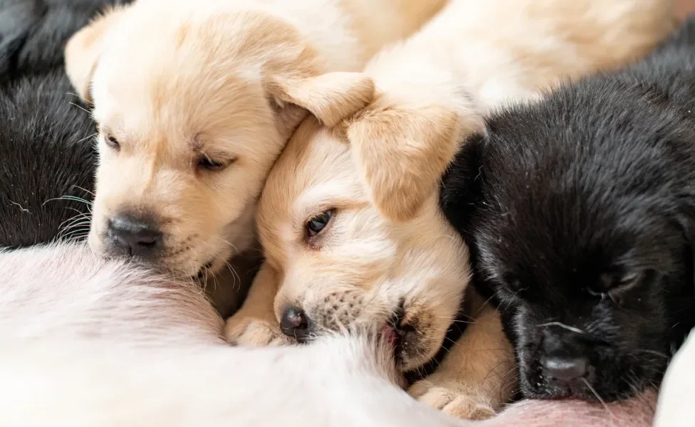 Cãezinhos filhotes mamando nas tetas de sua mãe