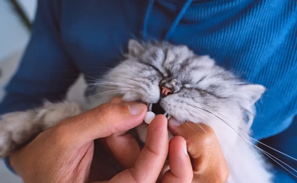 pessoa dando remédio de verme para gato