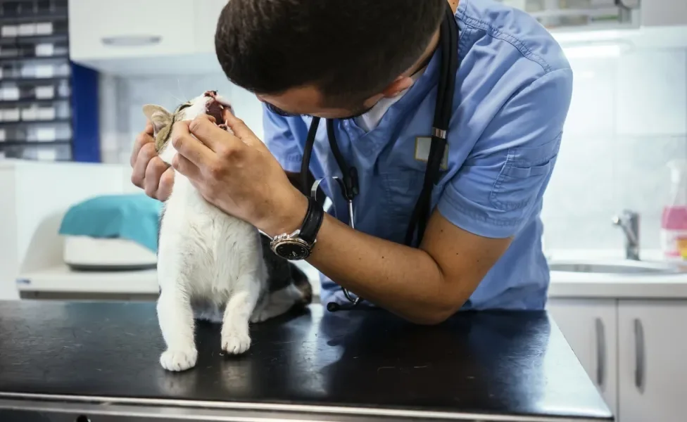 Veterinário mexendo na boca de gato em consultório