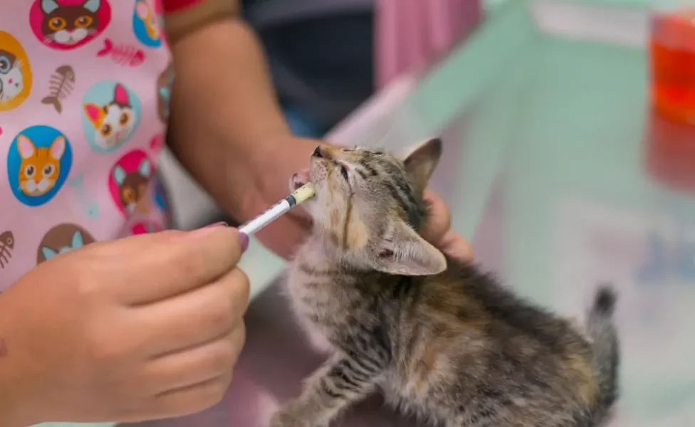 veterinária dando vermífugo para gato