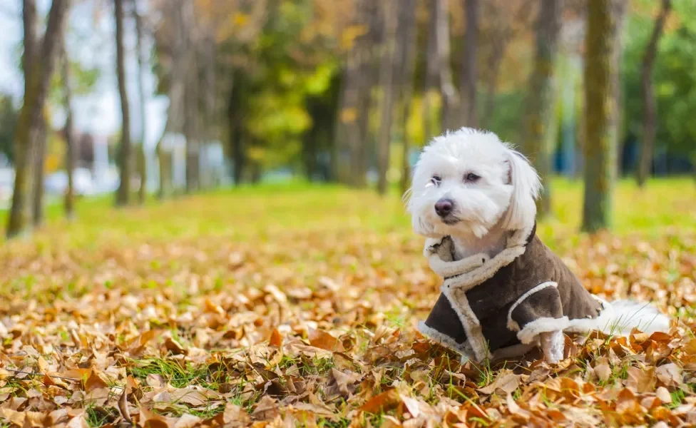 Cachorro branco usando roupa de frio em cenário de outono