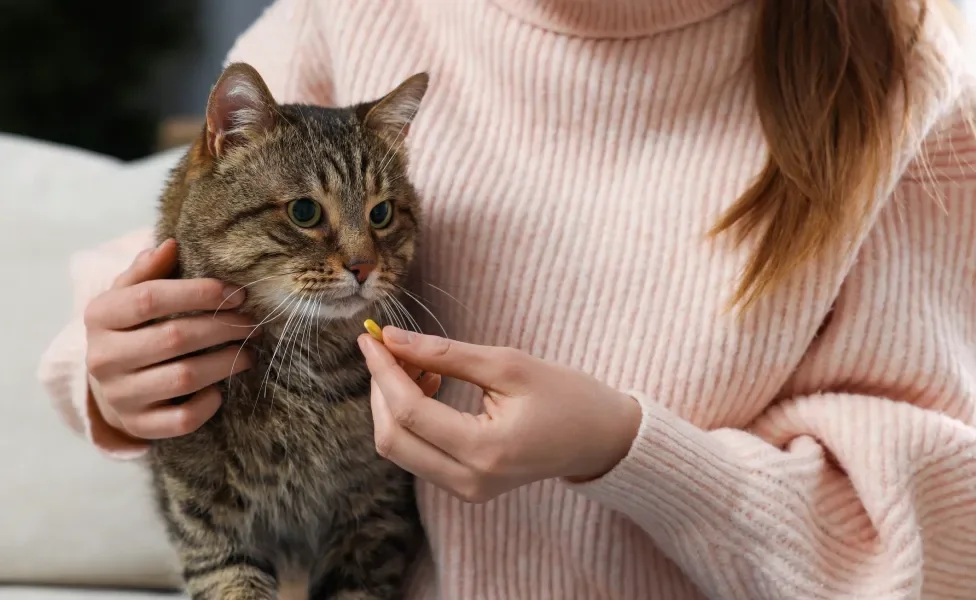 Tutora oferecendo remédio para gato em seu colo