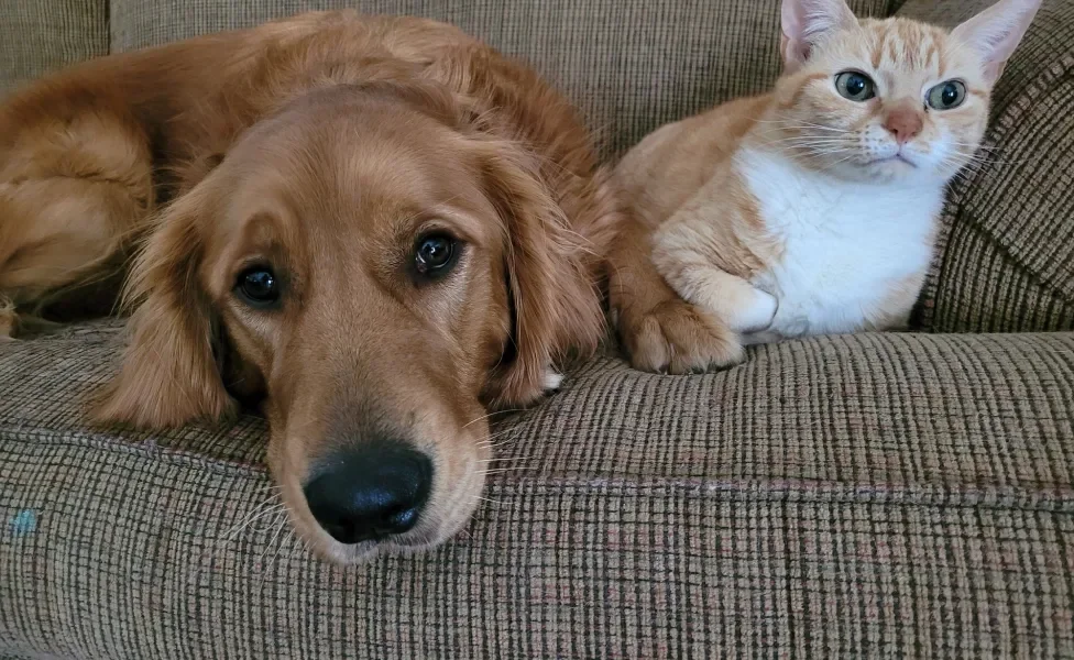 Cachorro e gato deitados no sofá