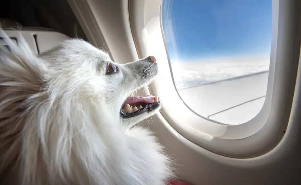 cachorro spitz branco olhando pela janela de avião