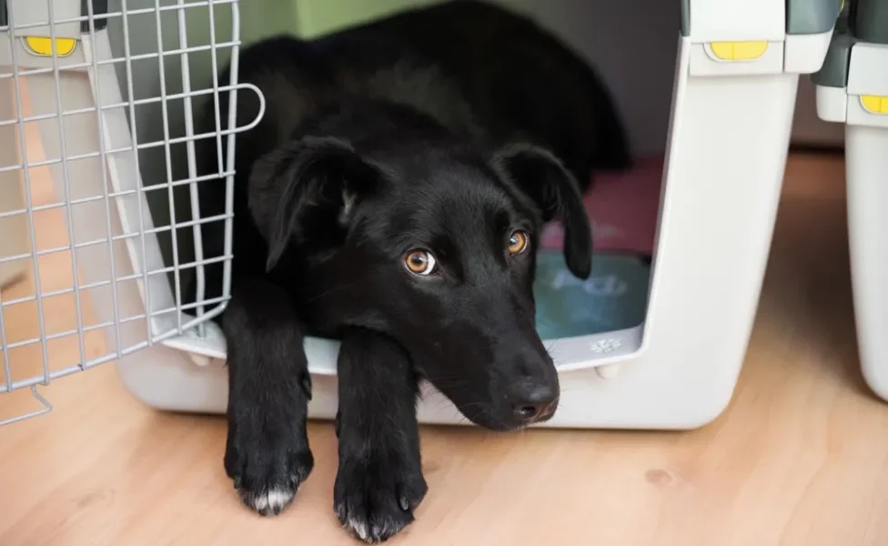 cachorro preto dentro de caixa de transporte