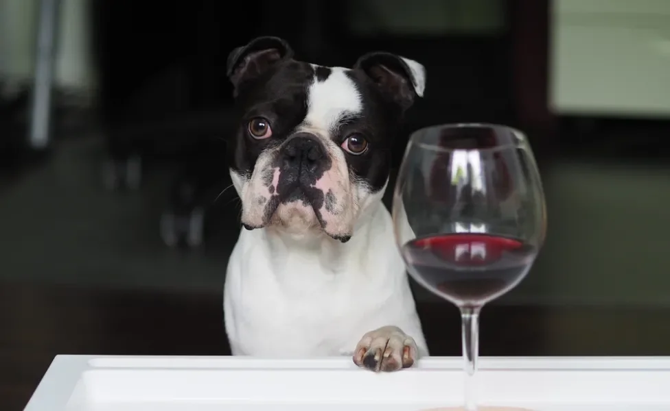 cachorro pug apoiado em mesa com taça de vinho tinto