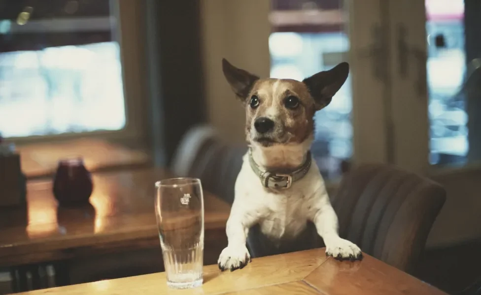 Cachorrinho debruçado em balcão de madeira com copo grande de cerveja ao lado