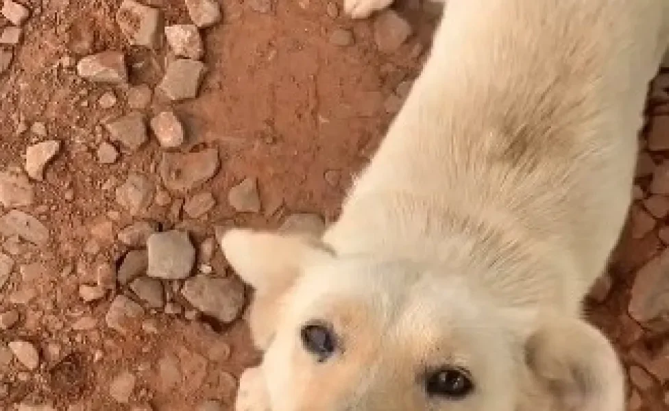 vira lata ao ar livre sorrindo para câmera