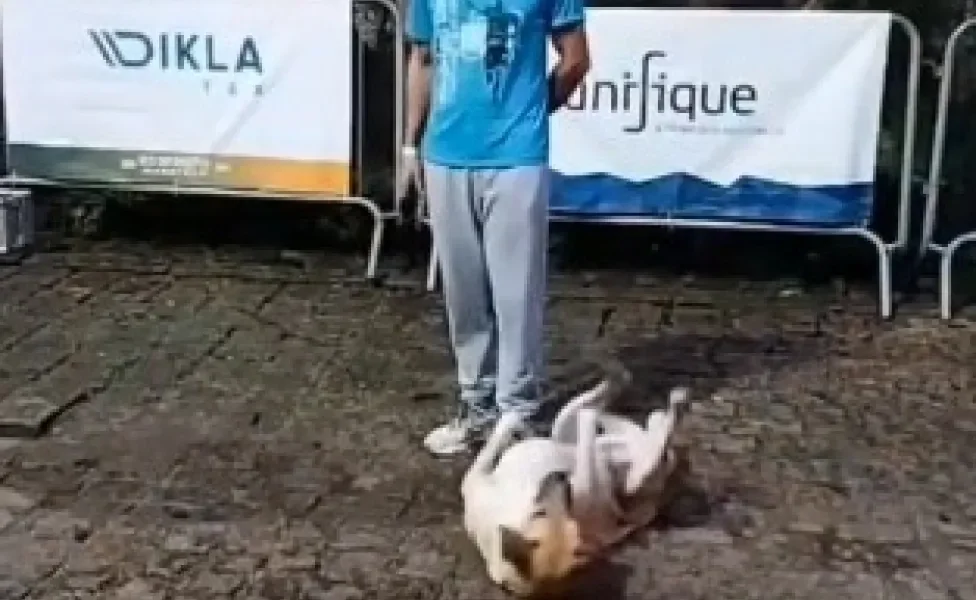 cachorro caramelo deitado de barrigada para cima