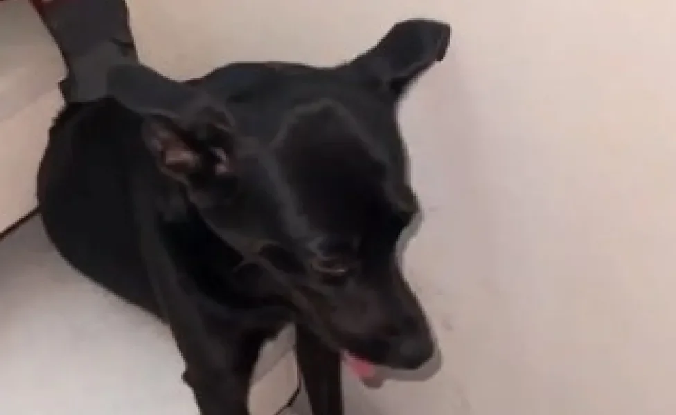 cachorro preto preso em vão na escada