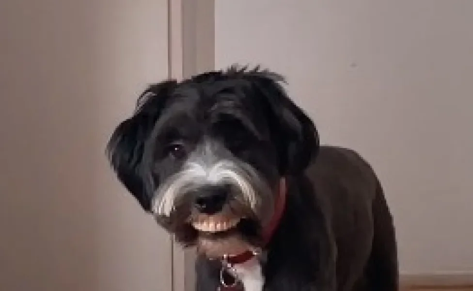 cachorro preto com dentadura na boca