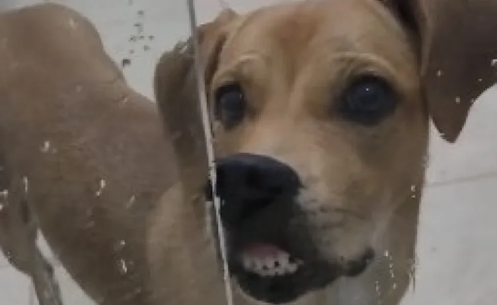 cadela vira-lata caramelo com focinho apoiado em box de banheiro