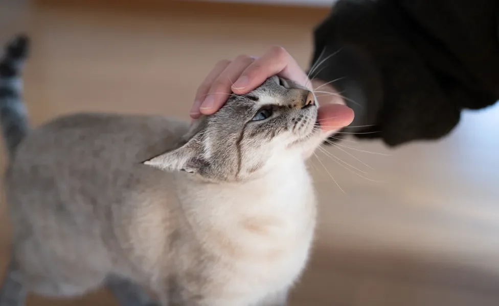 Gato cinza e branco recebendo carinho de mão humana