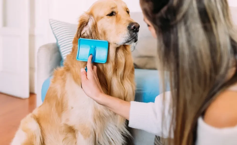 Tutora escovando pelo dourado de seu cachorro usando escova azul