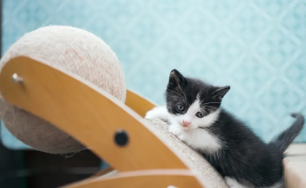 Gato preto e branco filhote brincando em arranhador