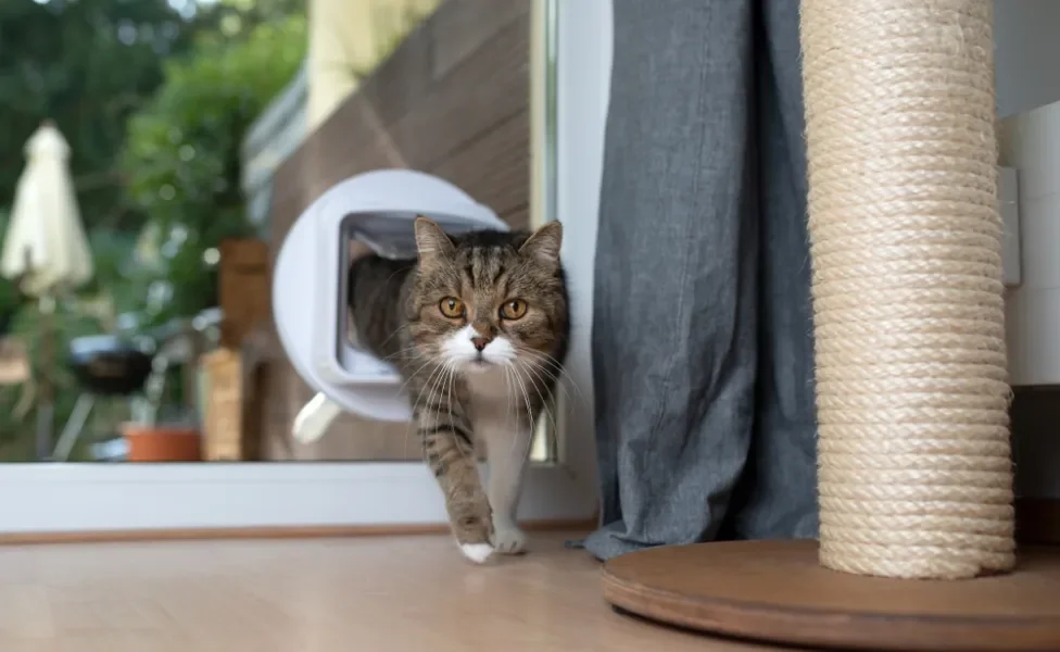 gato fugindo pela portinha de casa