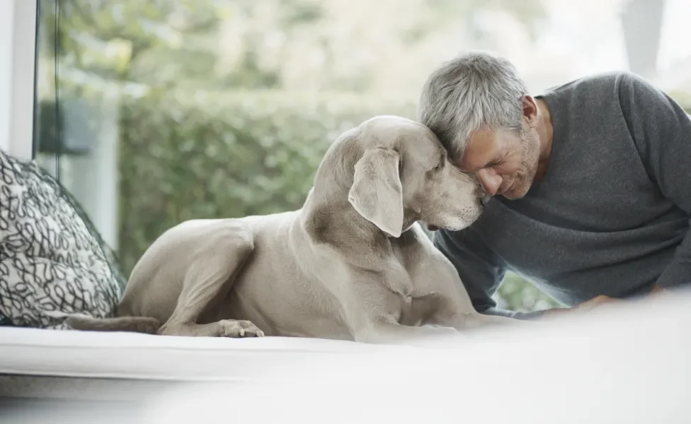 Cão Weimaraner em momento de carinho com seu tutor