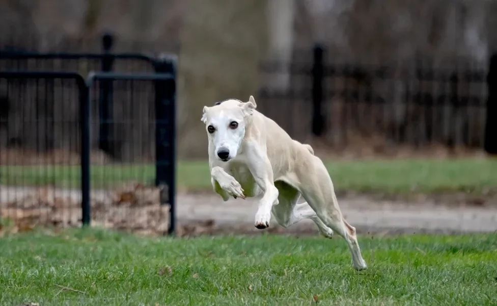 Whippet correndo ao ar livre