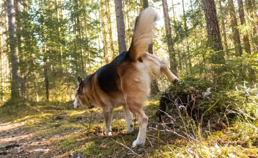 Cachorro fazendo xixi ao ar livre