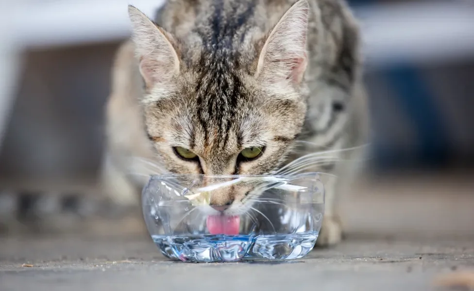 gato bebendo água