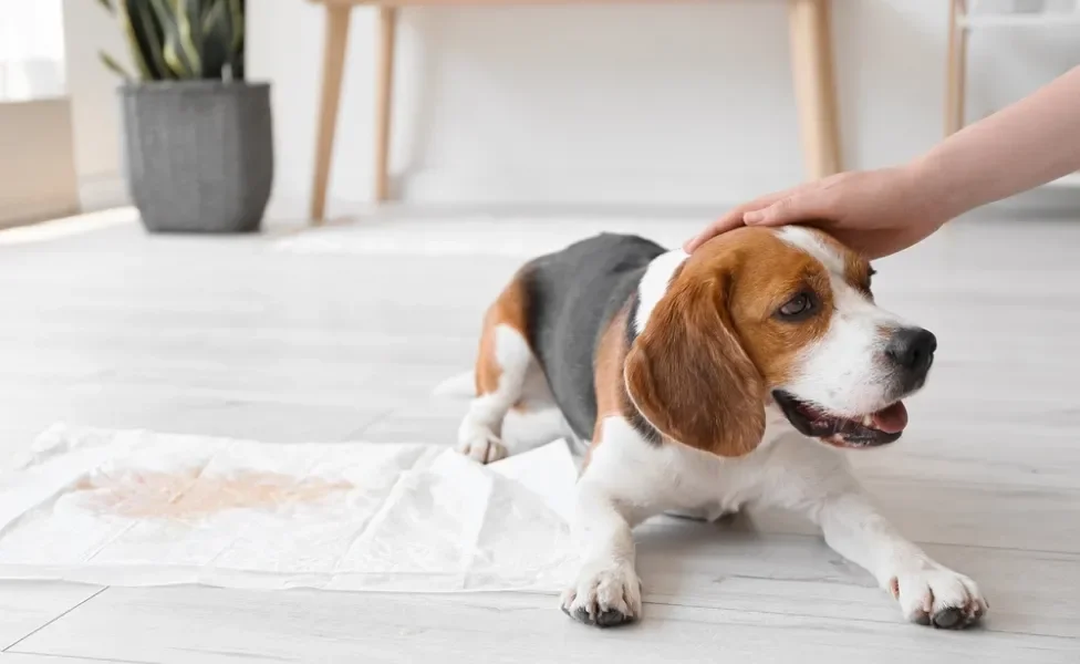 beagle deitado perto de tapete higiênico com xixi recebendo carinho