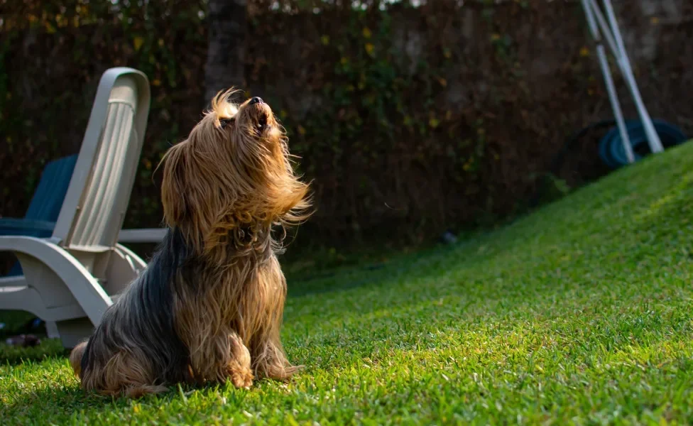 cachorro latindo da raça Yorkshire ao ar livre