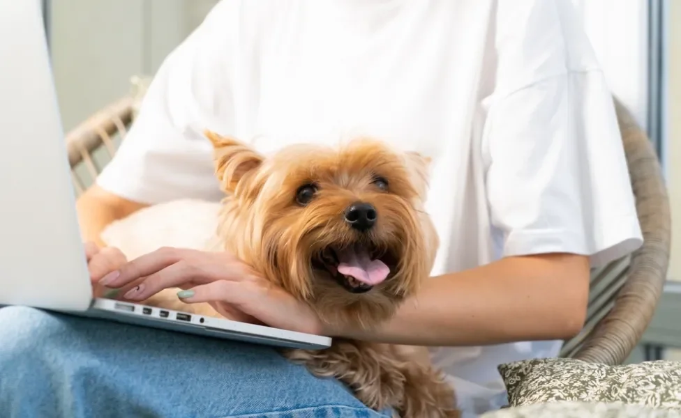 Yorkshire Terrier deitado no colo do humano