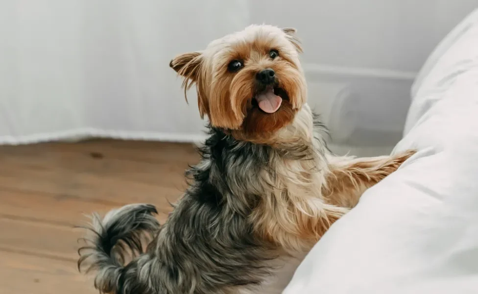 cachorro yorkshire terrier tentando subir em cima da cama