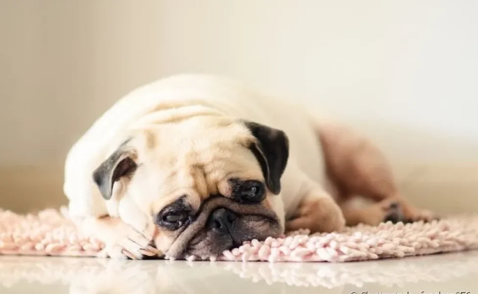 Cachorro com diarreia: conheça as causas, tipos e saiba como evitar