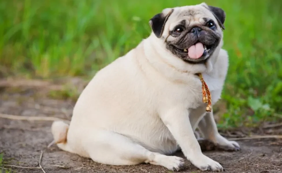 A obesidade canina é um problema sério que deve ser tratado com o veterinário: descubra mais sobre a condição aqui!