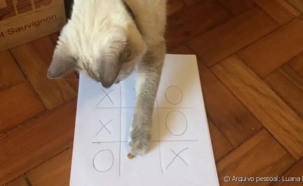 Veja como ensinar seu gato a brincar de jogo da velha na quarentena
