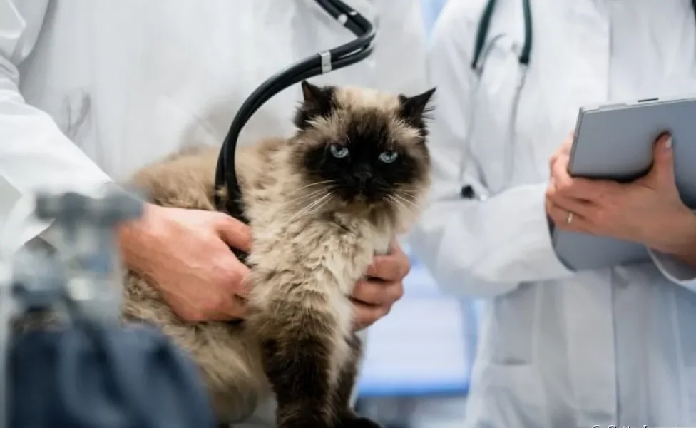 É super normal o gato ficar estressado na ida ao veterinário por conta do ambiente diferente