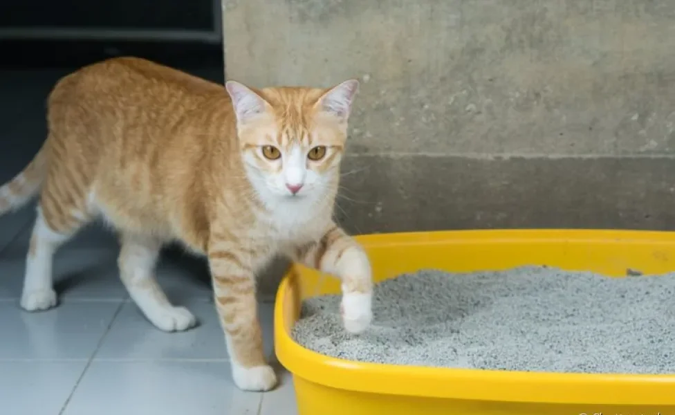 Como fazer gato usar caixa de areia quando ele se recusa a utilizar o acessório?
