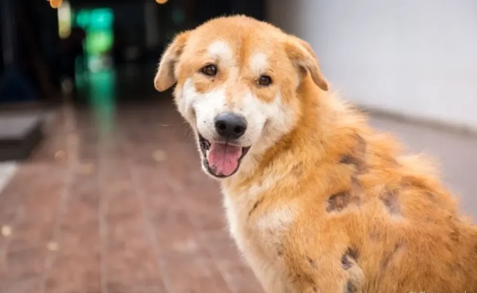 A sarna em cachorro possui três tipos diferentes, com sintomas incômodos e necessidade de tratamento