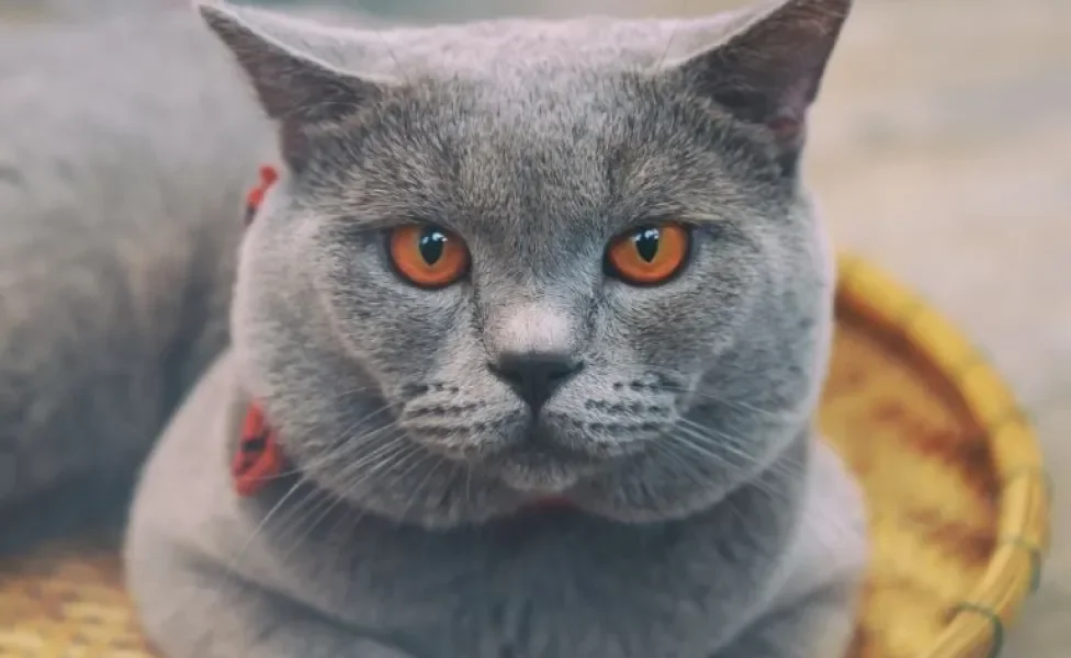  Conheça mais sobre o Chartreux, essa raça de gato cinza dócil e amorosa! 