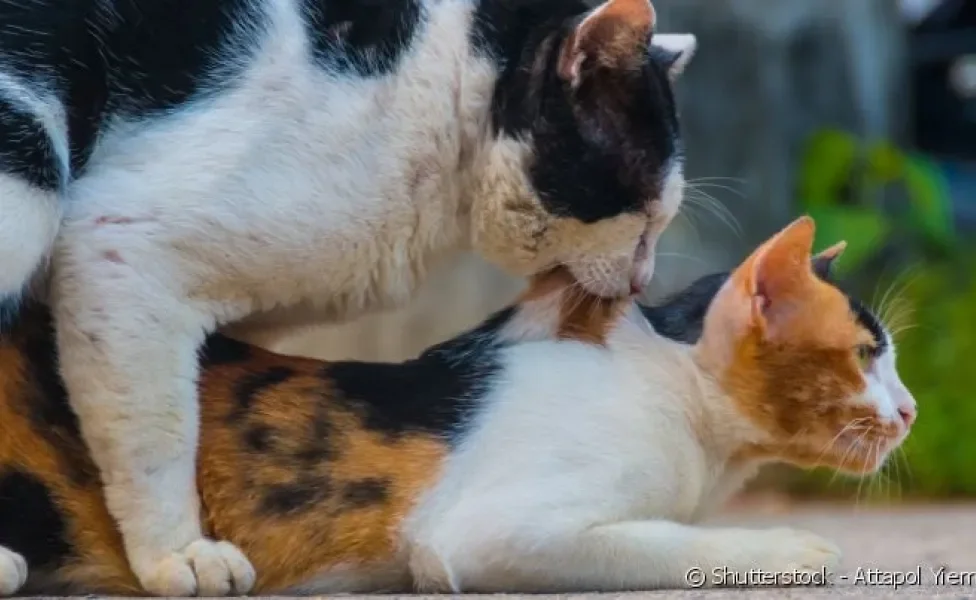 Gatos machos mordem as costas das gatas até que a relação termine, garantindo a fertilização.