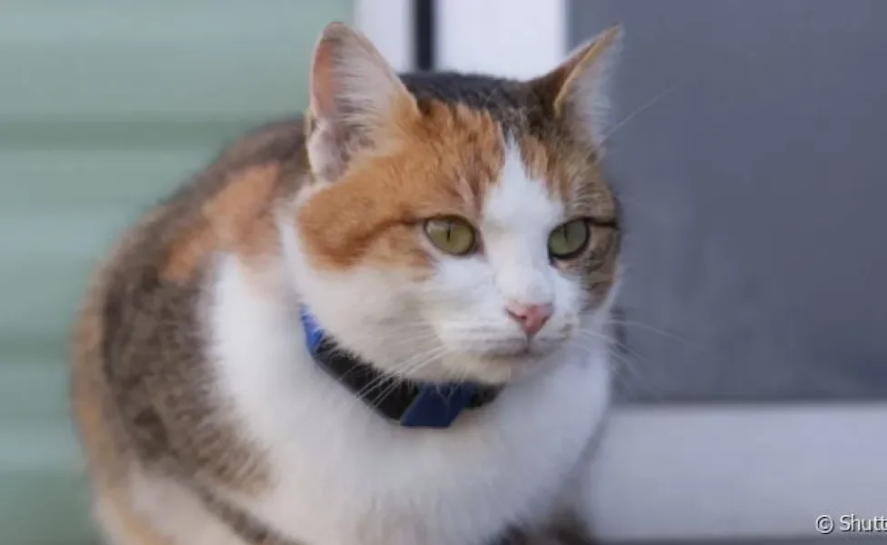 A coleira para gato com gps ajuda tutores a terem controle da localização do animal