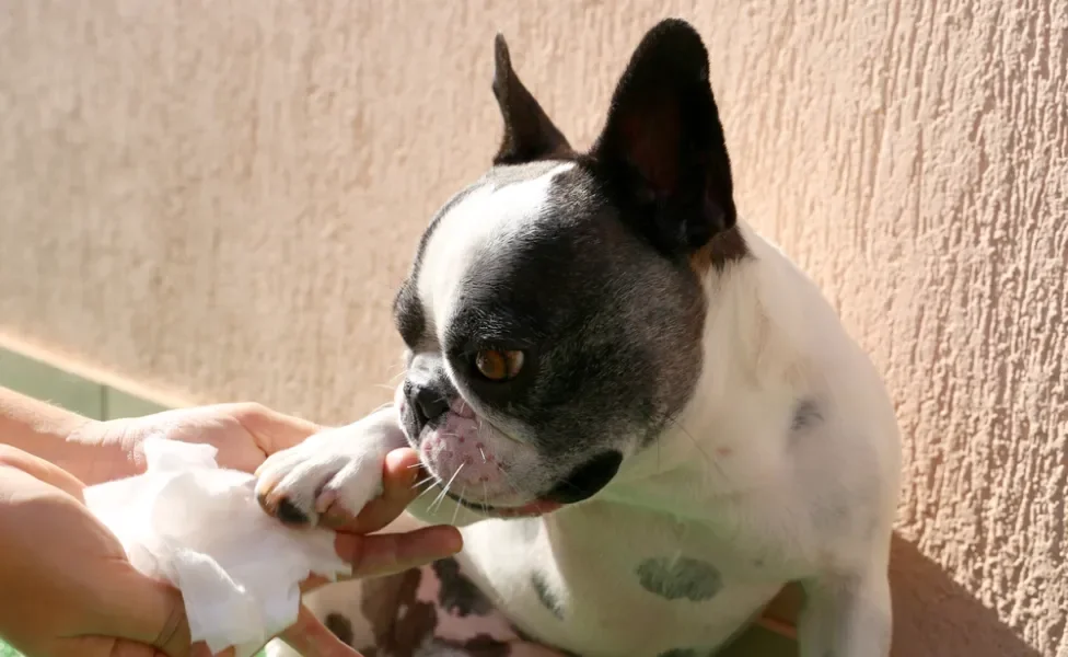 Pessoa limpando a pata de cachorro Bulldog