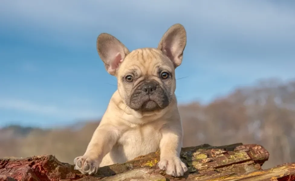 bulldog Francês em cima de pedra