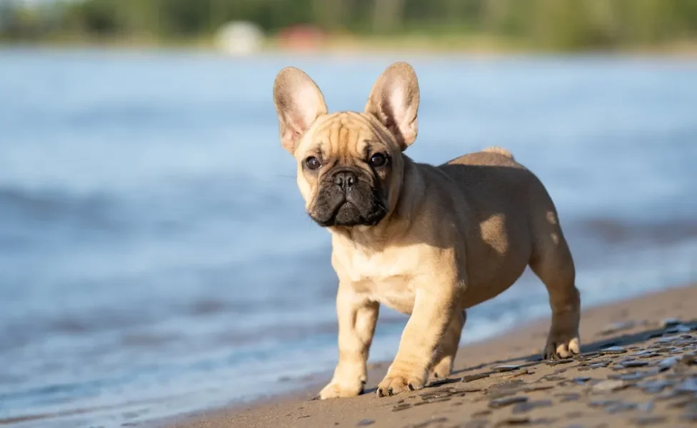 Bulldog Francês na praia