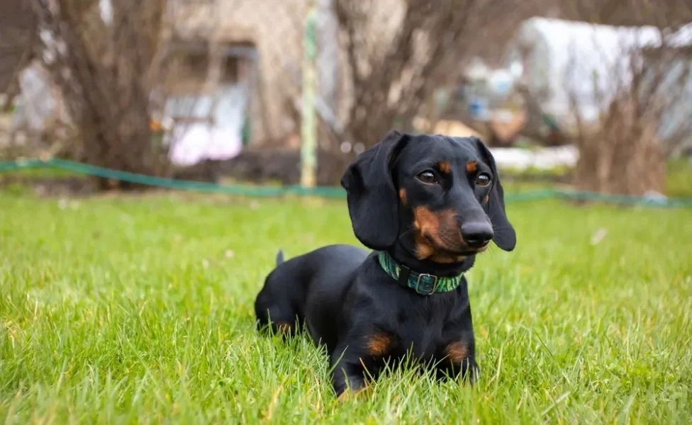 Dachshund preto em cima da grama