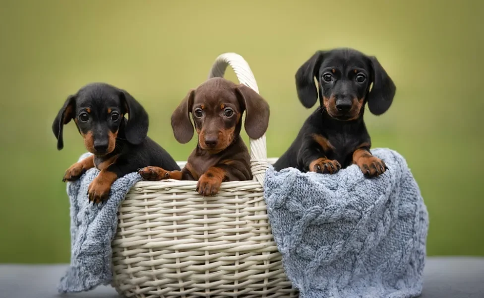 3 Dachshund filhotes dentro de uma cesta