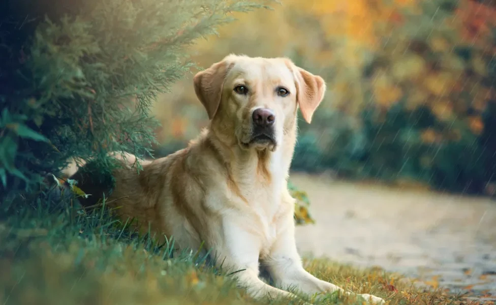 Labrador caramelo deitado na grama posando para a foto