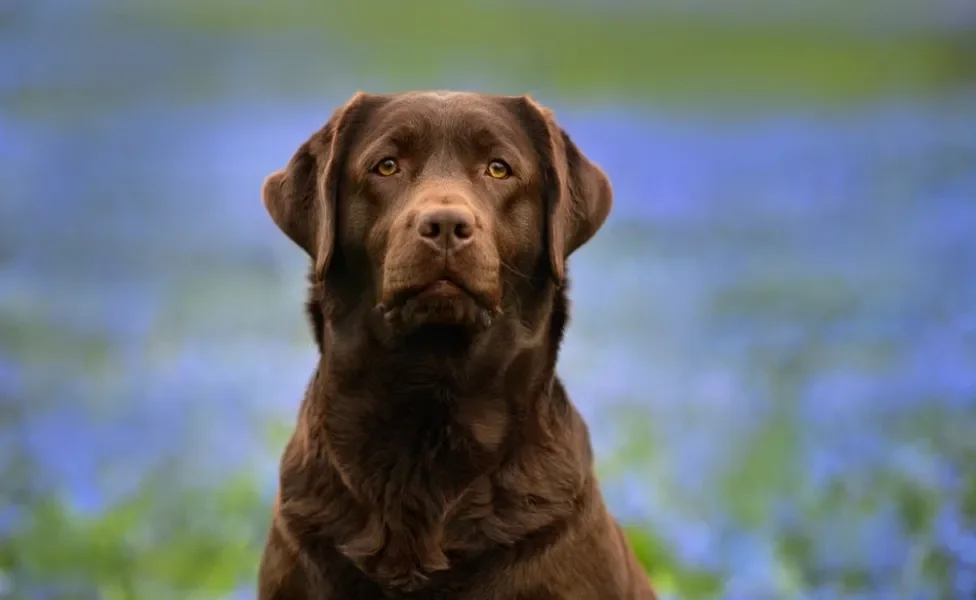 Labrador marrom sentado em frente a um campo de flores