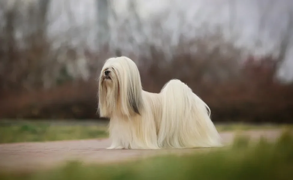 Lhasa Apso branco e peludo ao ar livre