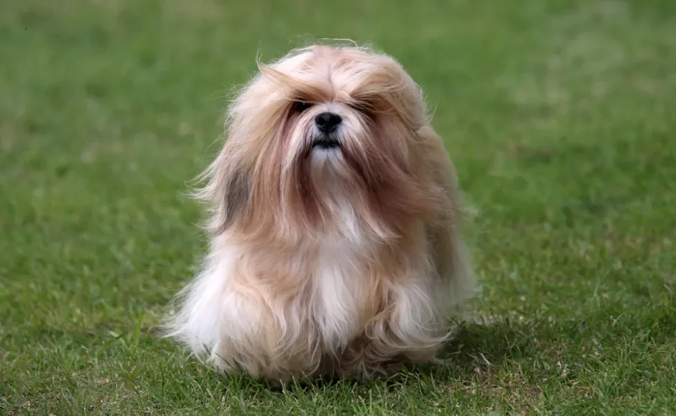 Lhasa Apso descabelo na grama