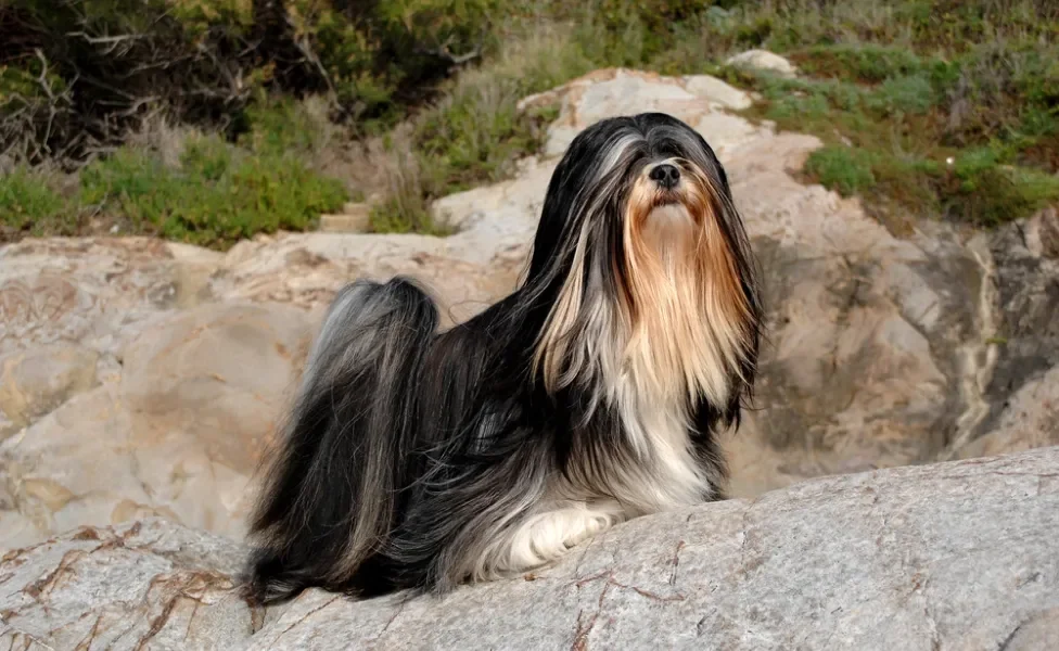 Lhasa Apso preto em cima de pedra